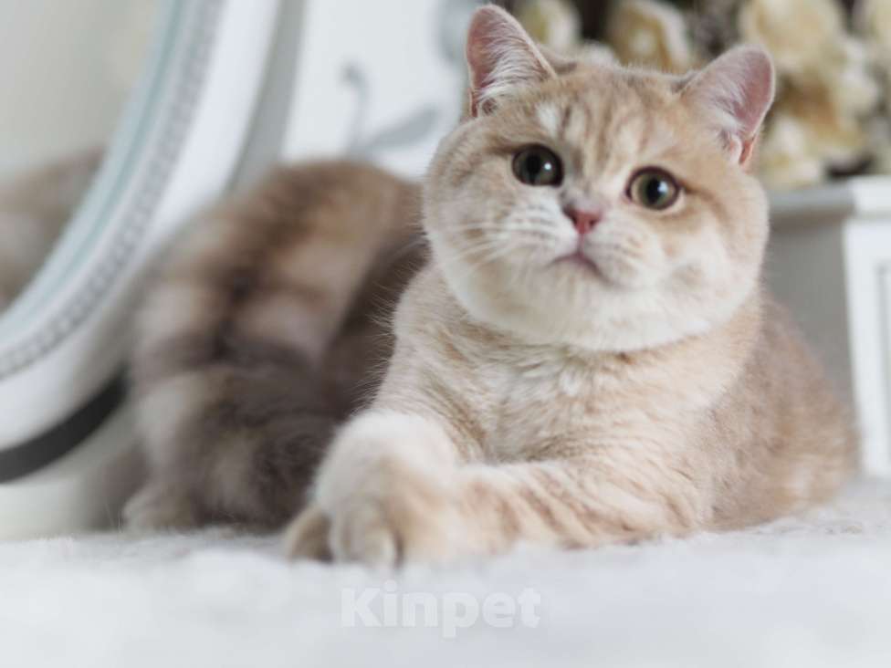 Кошки в Владивостоке: Британский Котёнок. Девочка драгоценного окраса Девочка, 60 000 руб. - фото 1