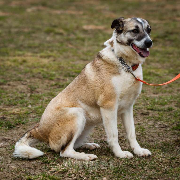 Собаки в Москве: Дейзи Девочка, Бесплатно - фото 13