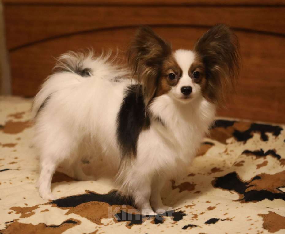 Собаки в Москве: Щенок папийона с сердечком на спине Мальчик, 80 000 руб. - фото 5