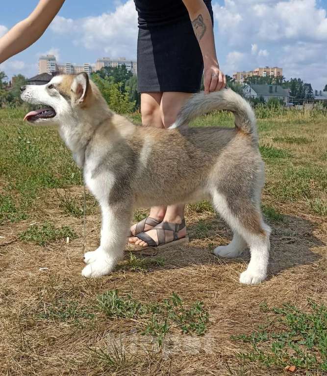 Собаки в Самаре: Щенок Маламута Мальчик, 40 000 руб. - фото 1