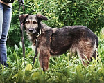 Собаки в Москве: Жучок ищет дом и хозяина Мальчик, 10 руб. - фото 4
