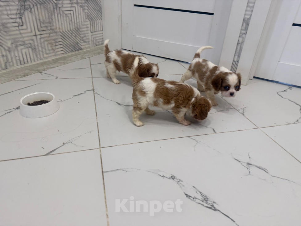 Собаки в других городах Московской области: Щенята Кавалер Кине Чарльз Мальчик, 60 000 руб. - фото 1