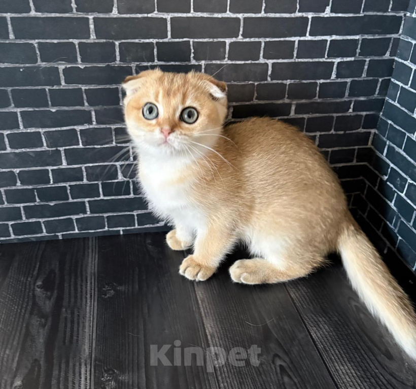 Кошки в Москве: Кошечка скоттиш фолд золотого окраса Девочка, 20 000 руб. - фото 1