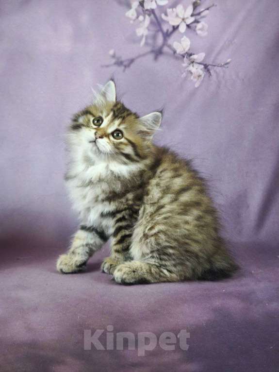 Кошки в Егорьевске: Котята курильского бобтейла Мальчик, Бесплатно - фото 10