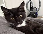 Кошки в Москве: Отдам черно-белого котенка в добрые руки 🥺 Мальчик, Бесплатно - фото 2