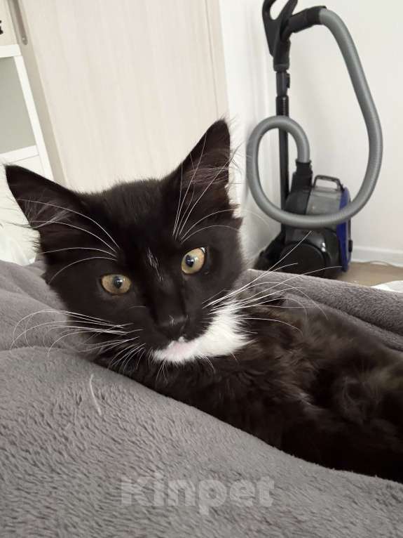 Кошки в Москве: Отдам черно-белого котенка в добрые руки 🥺 Мальчик, Бесплатно - фото 2