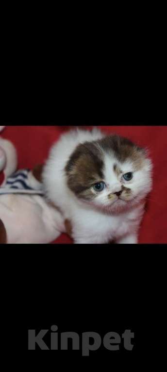 Кошки в Москве: Шотландские котята Девочка, 30 000 руб. - фото 1