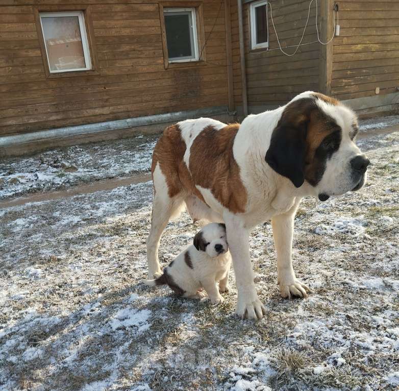 Собаки в Перми: Щенок Девочка, 15 000 руб. - фото 2