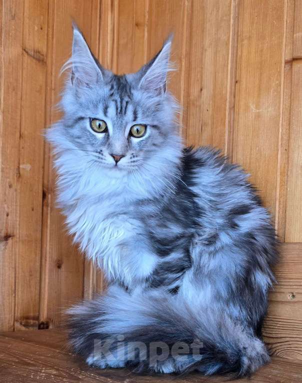 Кошки в Москве: Кошечка Девочка, 1 руб. - фото 2