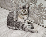 Кошки в Пензе: Пропала молодая кошечка (возраст 1 год) Девочка, 1 000 руб. - фото 4
