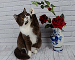 Кошки в Санкт-Петербурге: Британская кошечка с котёнкиной душой - шоколадный биколор Девочка, 7 000 руб. - фото 4