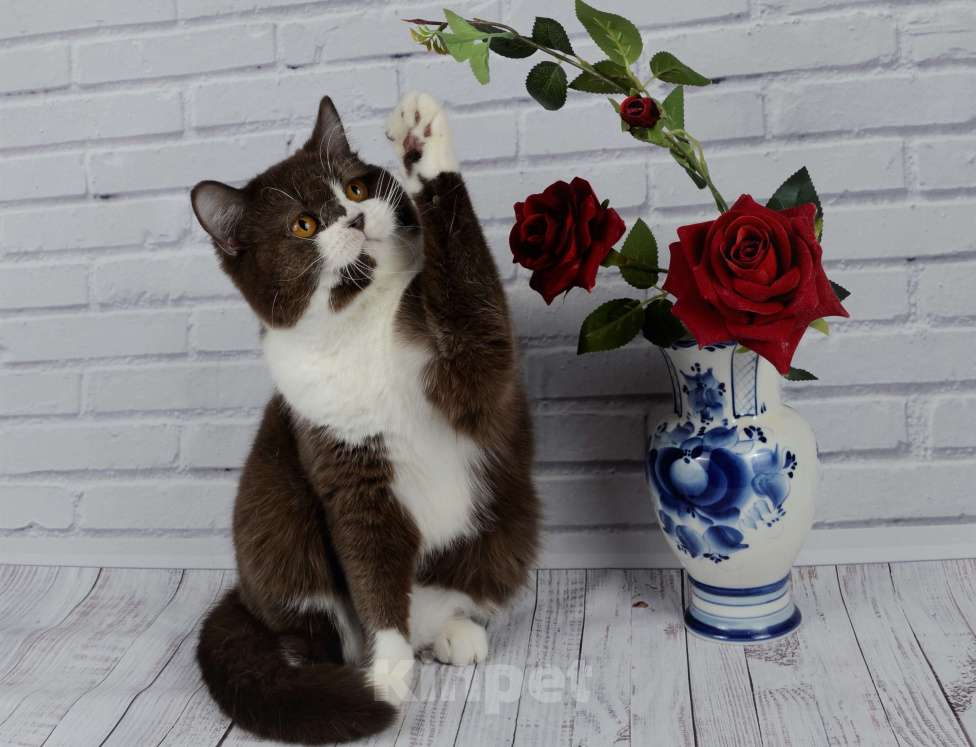 Кошки в Санкт-Петербурге: Британская кошечка с котёнкиной душой - шоколадный биколор Девочка, 6 000 руб. - фото 4