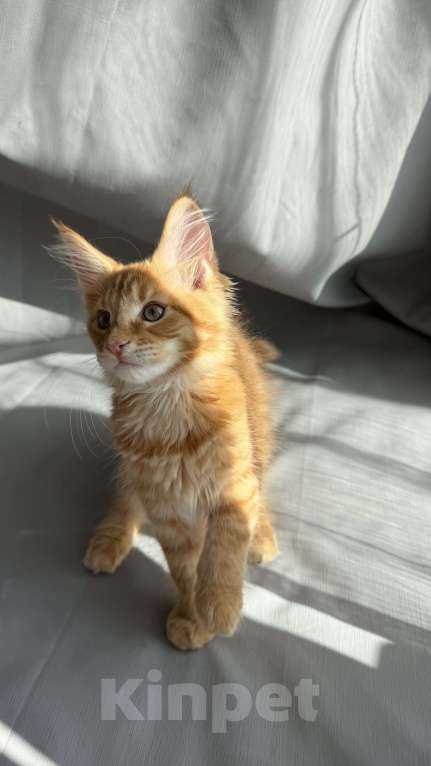 Кошки в Барнауле: Кошечка Мейн-кун Девочка, 26 000 руб. - фото 7