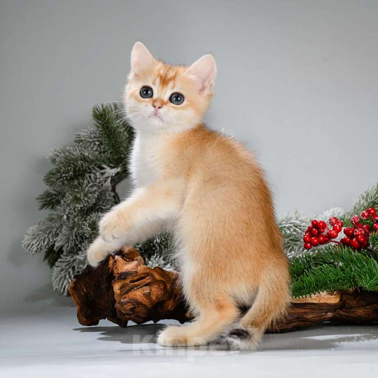 Кошки в Москве: Британские котята. Красивый подарок на 8 Марта Мальчик, Бесплатно - фото 4