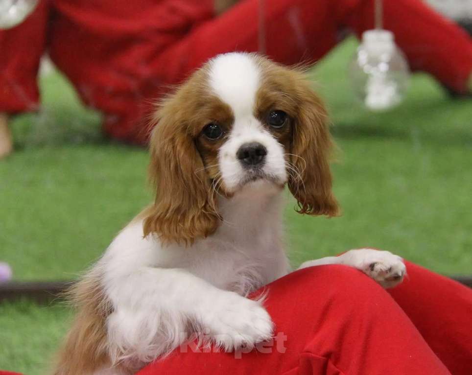 Собаки в Ростове-на-Дону: Очаровательный малыш кавалерчик Мальчик, 60 000 руб. - фото 3