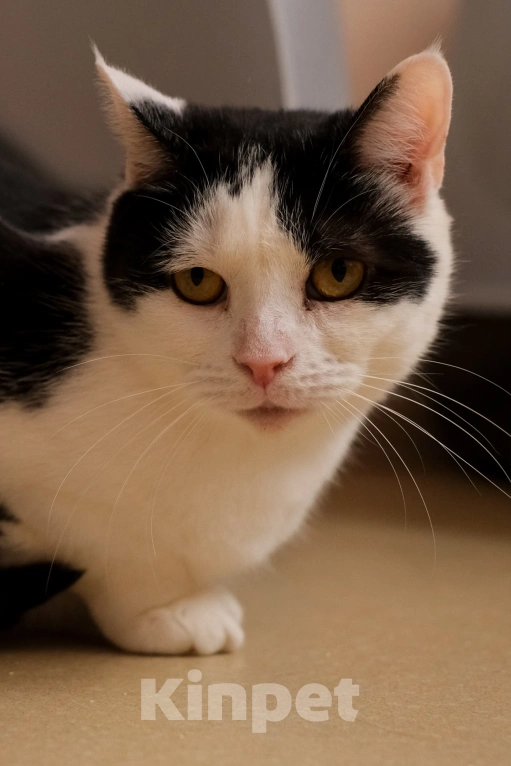 Кошки в Санкт-Петербурге: Марфа Сергеевна из приюта в добрые руки Девочка, Бесплатно - фото 7