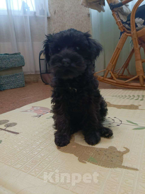 Собаки в Москве: Щенки цвергшнауцера Девочка, 80 000 руб. - фото 1