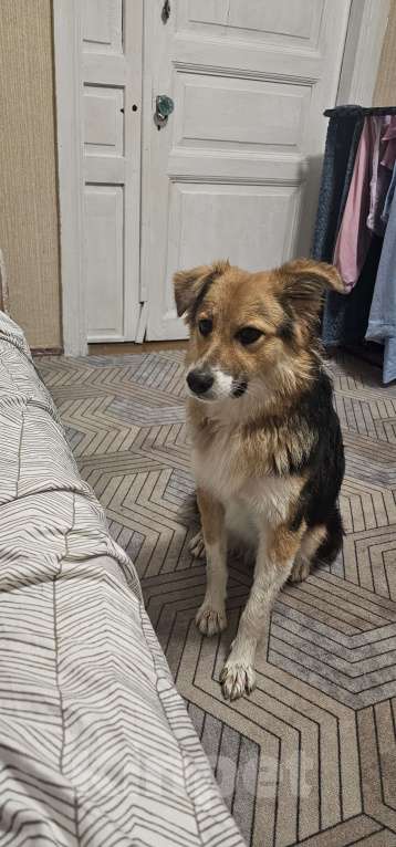 Собаки в Ростове-на-Дону: Самый лучший щенок Мальчик, Бесплатно - фото 3