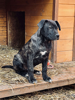 Обворожительный метис Лабрадора Тим