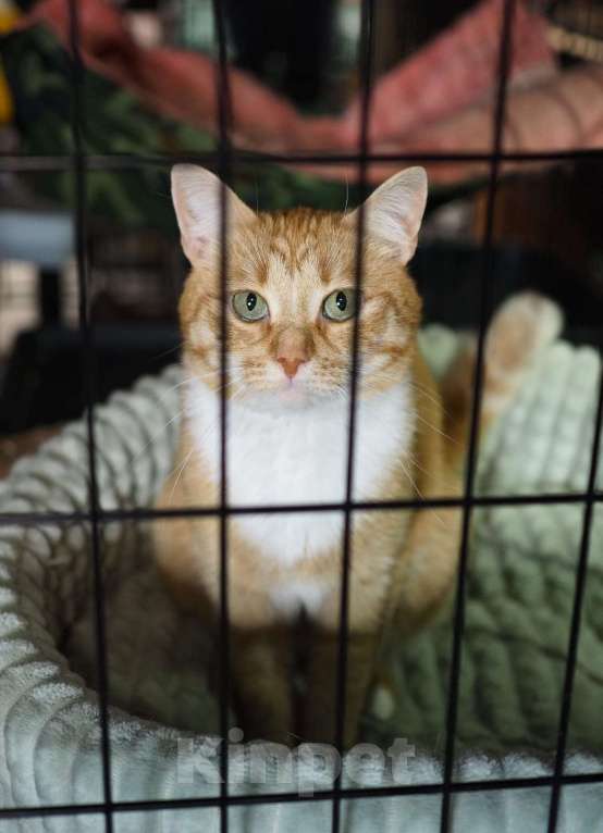 Кошки в Москве: Кошечка Люси в добрые руки  Девочка, Бесплатно - фото 3