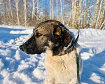 Собаки в Москве: Очень умная и благодарная собака Герда ищет семью! Девочка, Бесплатно - фото 9