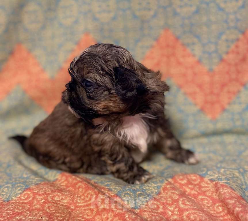 Собаки в Санкт-Петербурге: Великолепный золотой мальчик ши тцу  Мальчик, 35 000 руб. - фото 4