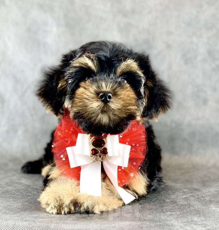 Собаки в Москве: Йоркипу мимишные малыши Девочка, 25 000 руб. - фото 4