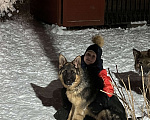 Собаки в других городах Московской области: Щенок подросток немецкой овчарки  Мальчик, 30 000 руб. - фото 4