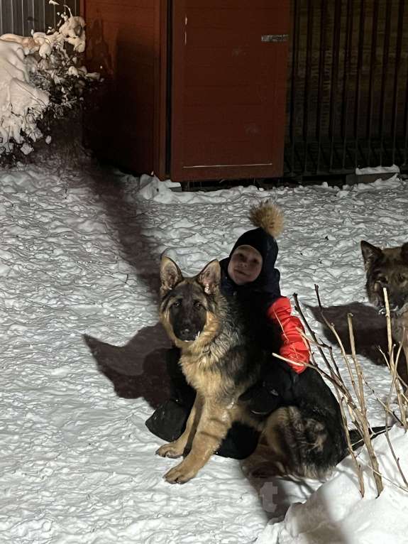 Собаки в других городах Московской области: Щенок подросток немецкой овчарки  Мальчик, 30 000 руб. - фото 4