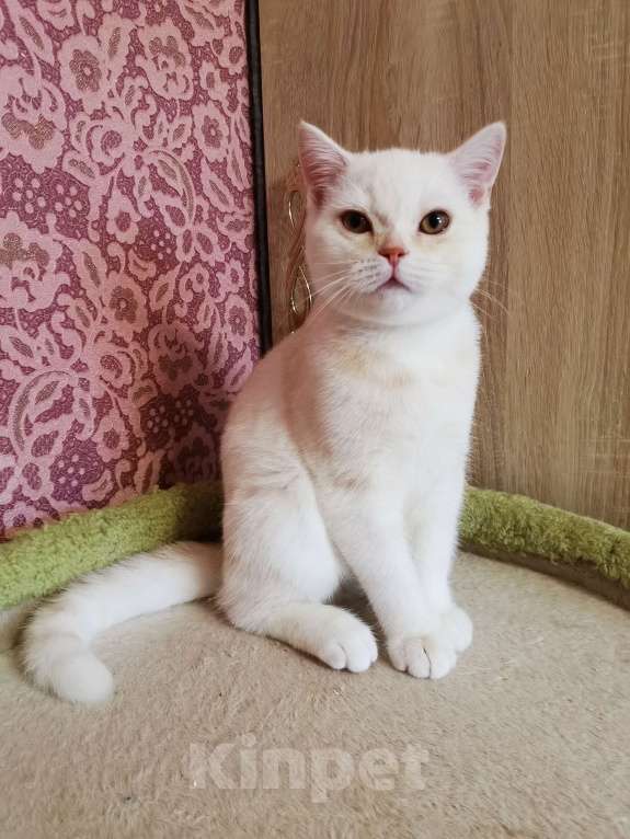 Кошки в Мытищах: Шотландский котёнок Девочка и Мальчик  Мальчик, 12 000 руб. - фото 3