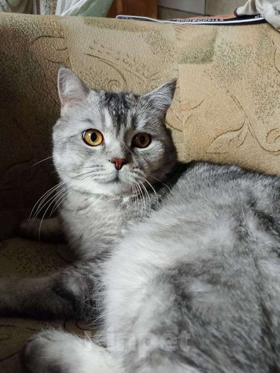 Кошки в Кашире: Котенок Тишка Мальчик, 5 000 руб. - фото 4