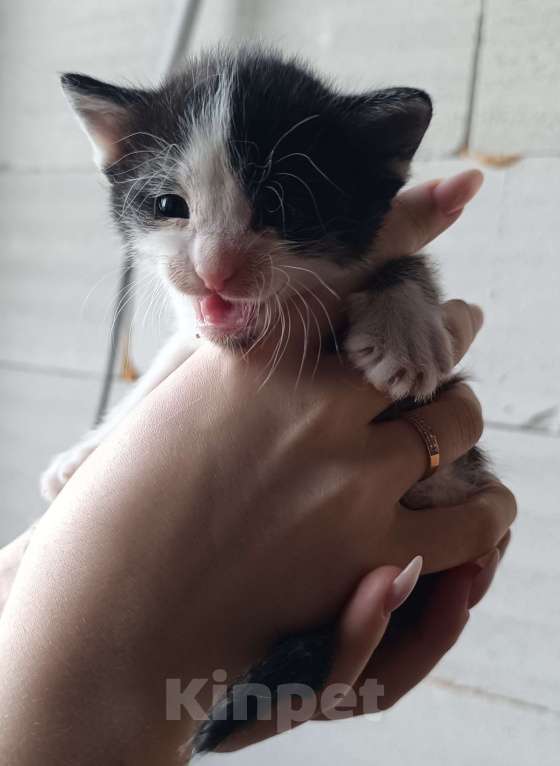 Кошки в других городах Московской области: Милый ласковый котик в добрые ручки Мальчик, Бесплатно - фото 1