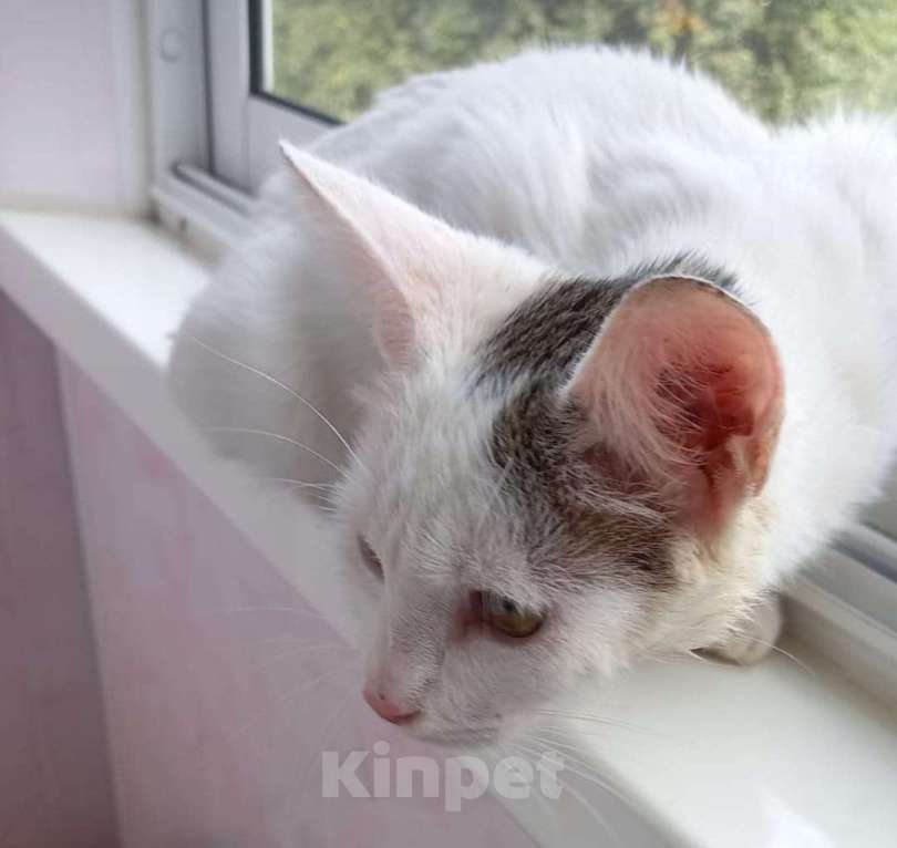 Кошки в Люберцах: В поисках дома красавица Мальвинка Девочка, Бесплатно - фото 5