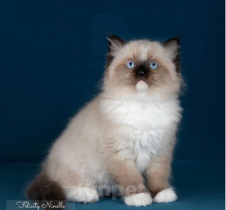 Кошки в Москве: Рэгдолл котята  Мальчик, 120 000 руб. - фото 3