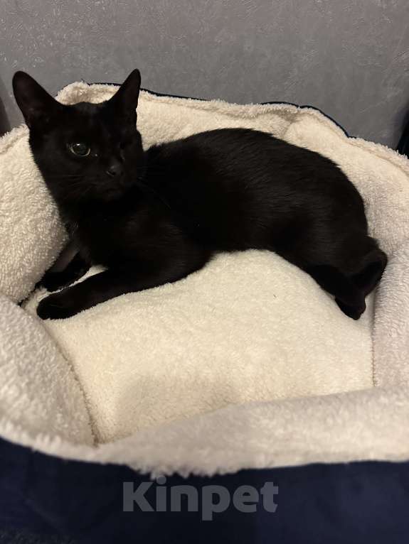 Кошки в Москве: Кошечка Девочка, Бесплатно - фото 7