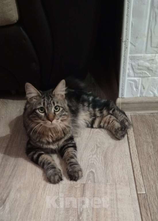 Кошки в Волгограде: Продается молодой котик Мальчик, 25 000 руб. - фото 1