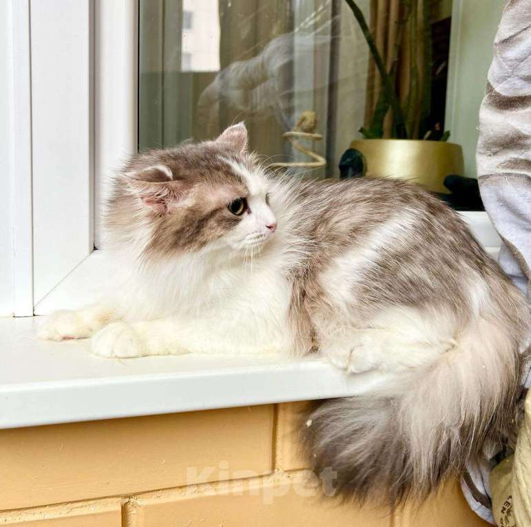 Кошки в Москве: Мелисса – пушистая кошечка в дар заботливым хозяевам Девочка, Бесплатно - фото 8