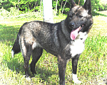 Собаки в Чехове: Лайка метис редкого окраса, 2,5 года, девочка Девочка, 1 руб. - фото 2