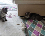 Кошки в Домодедово: Найденыши Мальчик, Бесплатно - фото 4