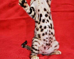 Кошки в Кингисеппе: Чистокровные бенгальчики, 25 000 руб. - фото 3