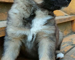 Собаки в Егорьевске: Отдам щенков в добрые руки, добрые и ласковые. Девочка, Бесплатно - фото 3
