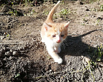 Кошки в Калуге: рыжий мальчик мало белого Мальчик, Бесплатно - фото 1