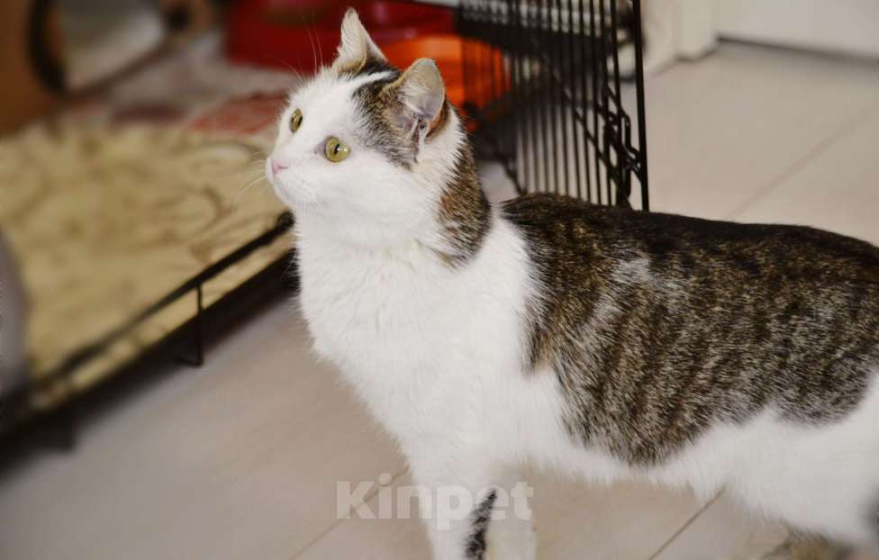 Кошки в Москве: Шарлотта ищет дом  Девочка, Бесплатно - фото 5