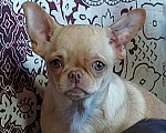 Собаки в Новосибирске: Девочка Чихуахуа  Девочка, Бесплатно - фото 2
