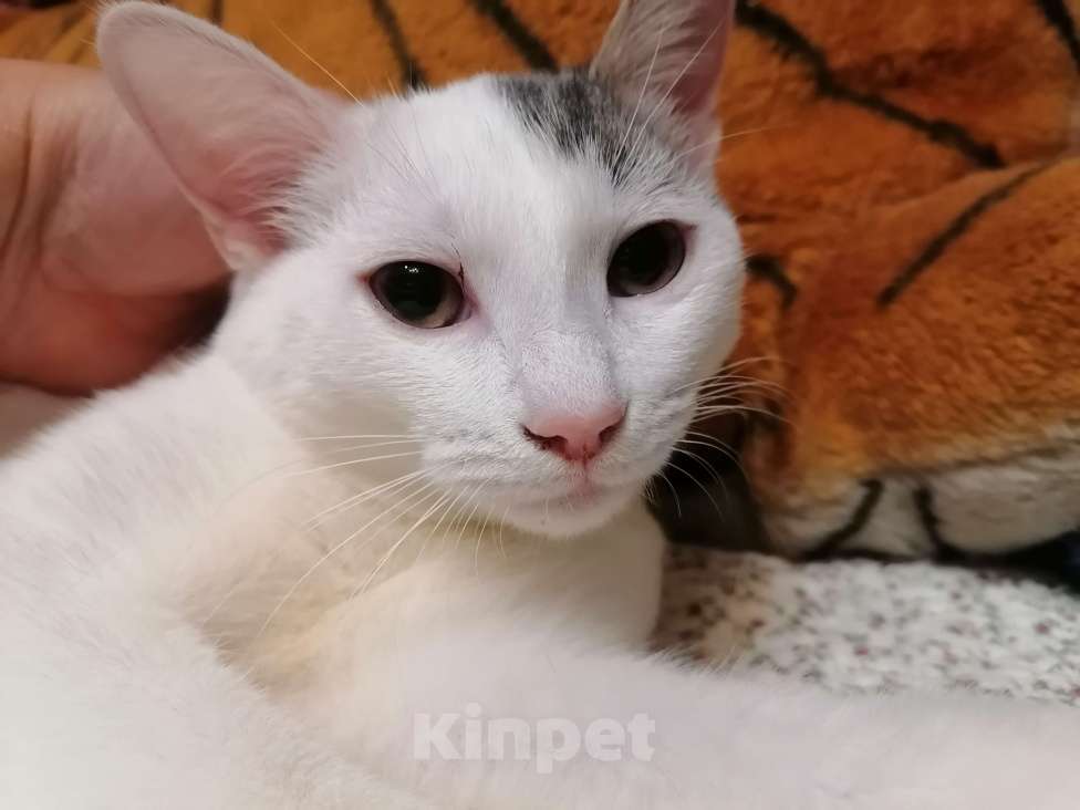 Кошки в Москве: Котёнок в добрые руки  Девочка, Бесплатно - фото 3