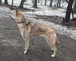 Собаки в Балашихе: Ищу хозяина! Железнодорожный Девочка, 1 руб. - фото 2