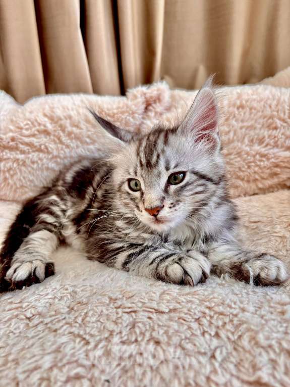 Кошки в Калининграде: Чистокровный котенок Мэйкун / ns22 Мальчик, 45 000 руб. - фото 8