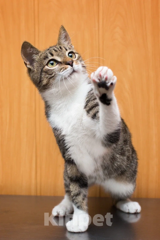 Кошки в Москве: Ласковый котенок Василек в добрые руки Мальчик, Бесплатно - фото 8