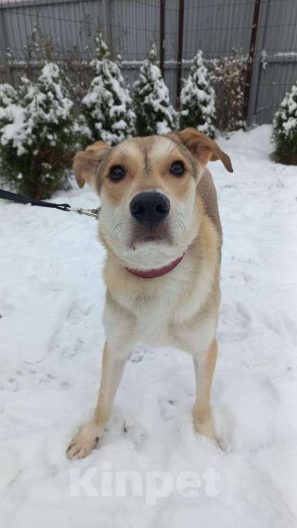 Собаки в Москве: Собаке не везёт год Мальчик, Бесплатно - фото 4