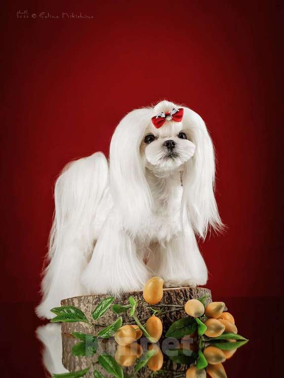 Собаки в Москве: Вязка с Мальтезе Корея Мальчик, 25 000 руб. - фото 4